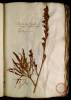  Fol. 24 

Aconitum Lycoctonon caeruleum tricarpon, a triplici siliquarum ordine. Napellus prior Matth.